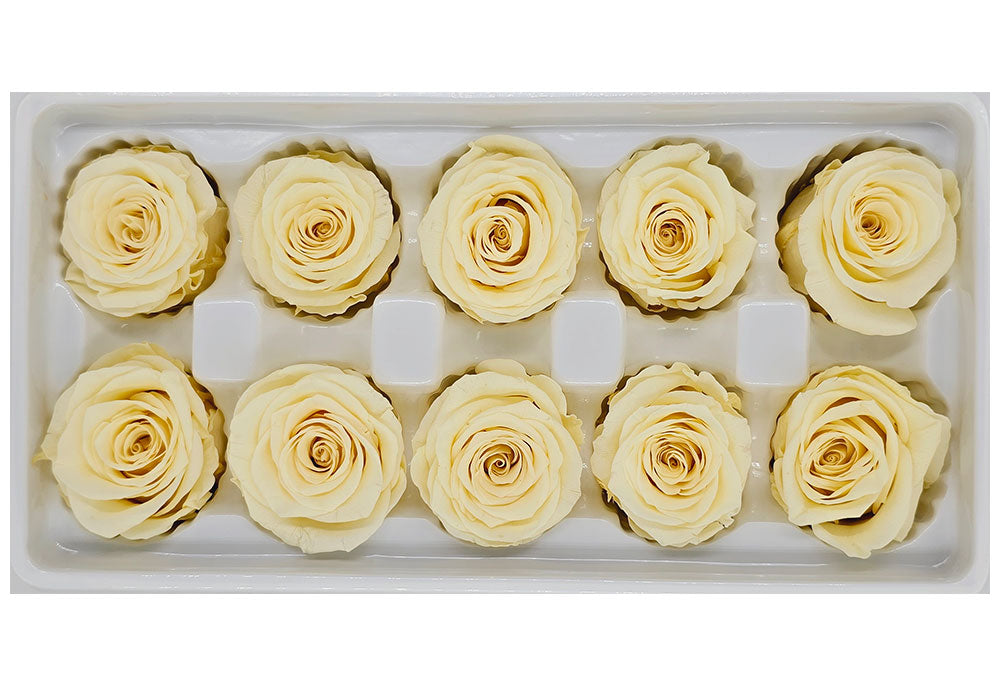 10 Preserved Roses In A Box - Champagne