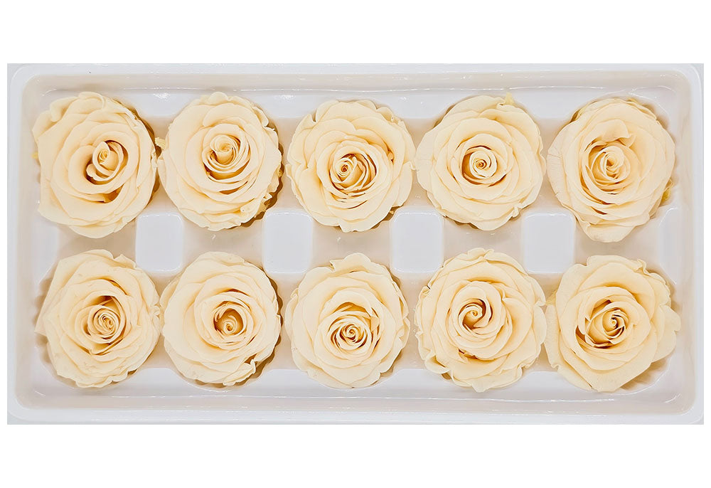 10 Preserved Roses In A Box - Light Champagne