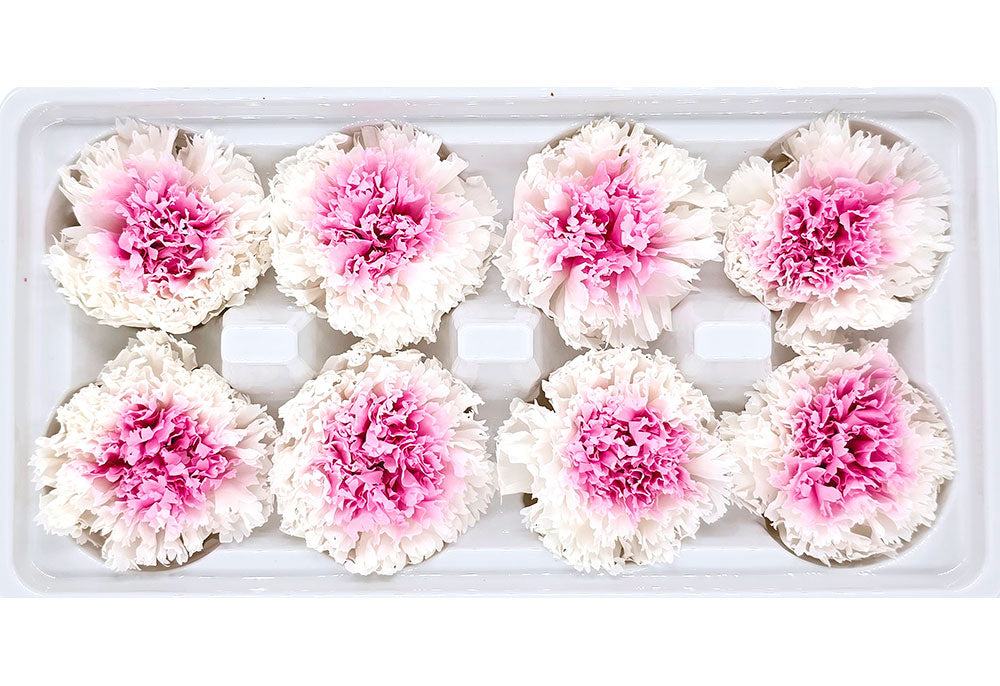 8 Preserved Carnation Flowers In A Box - Two-Tone Colour