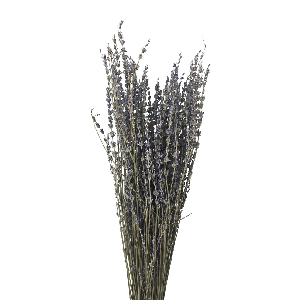 Dried Lavender #DF1 9