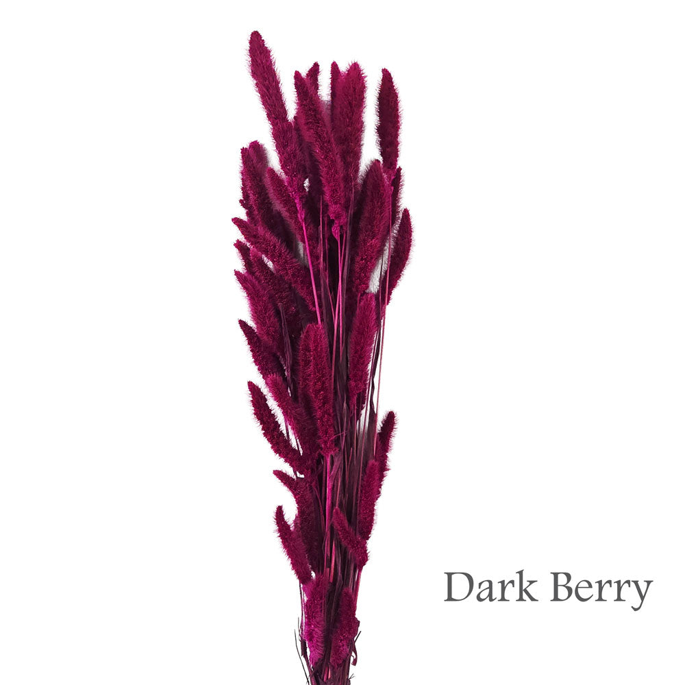 Dried Foxtail Grass #DF5