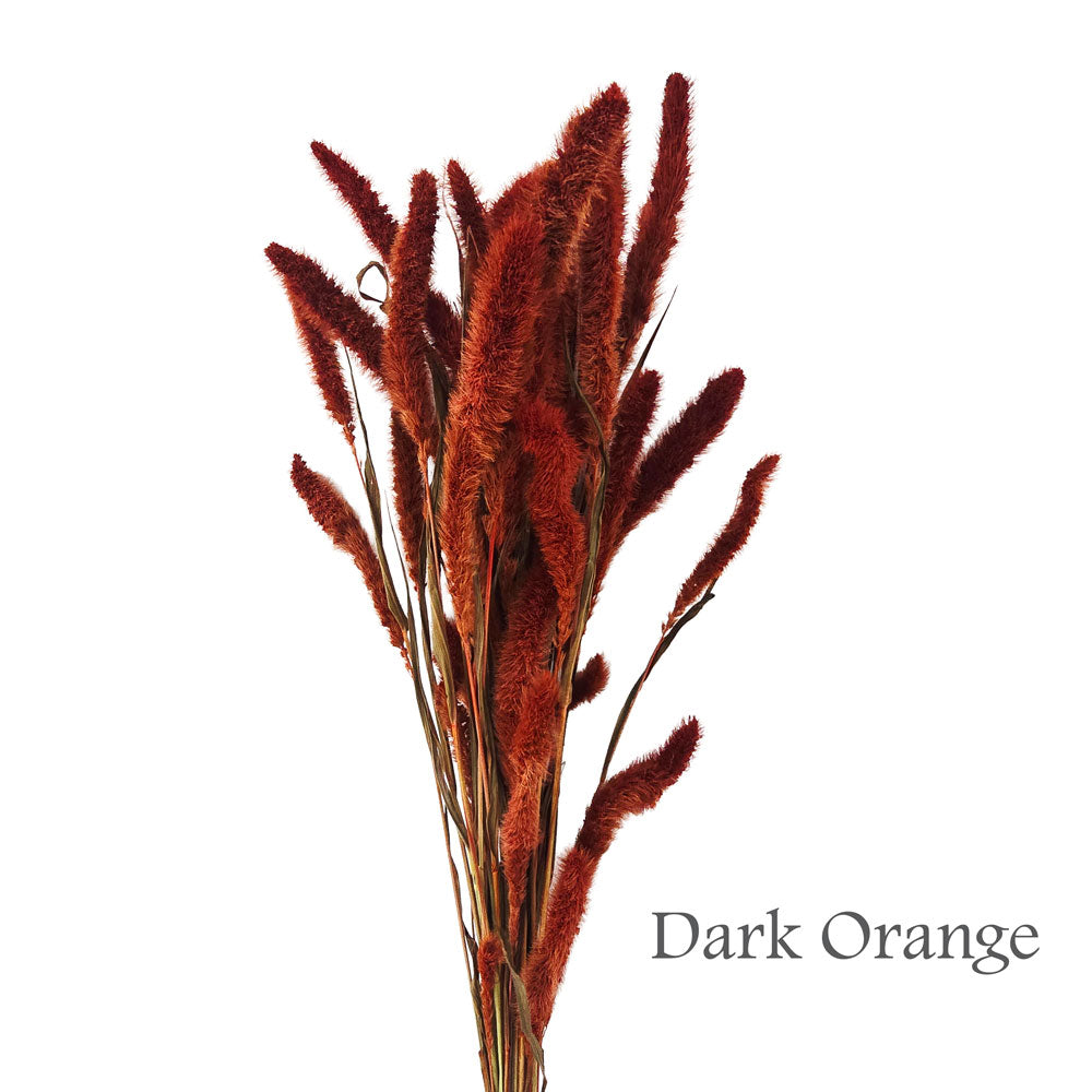 Dried Foxtail Grass #DF5