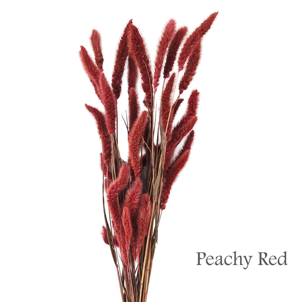 Dried Foxtail Grass #DF5