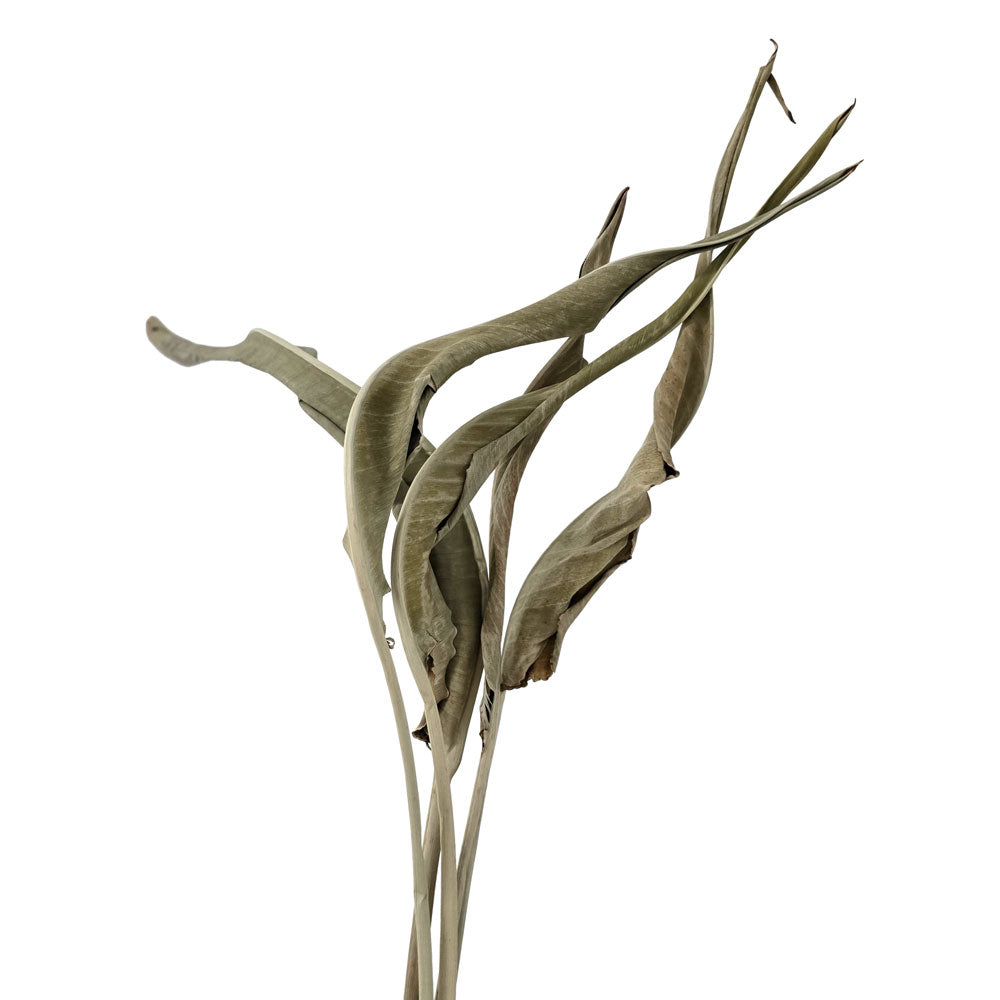Dried Bird of Paradise Leaves #DFO21