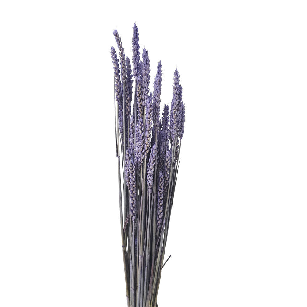 Dried Holland Wheat #DFO24