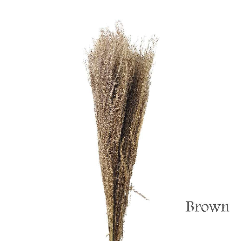Dried Silver Grass #DFO26