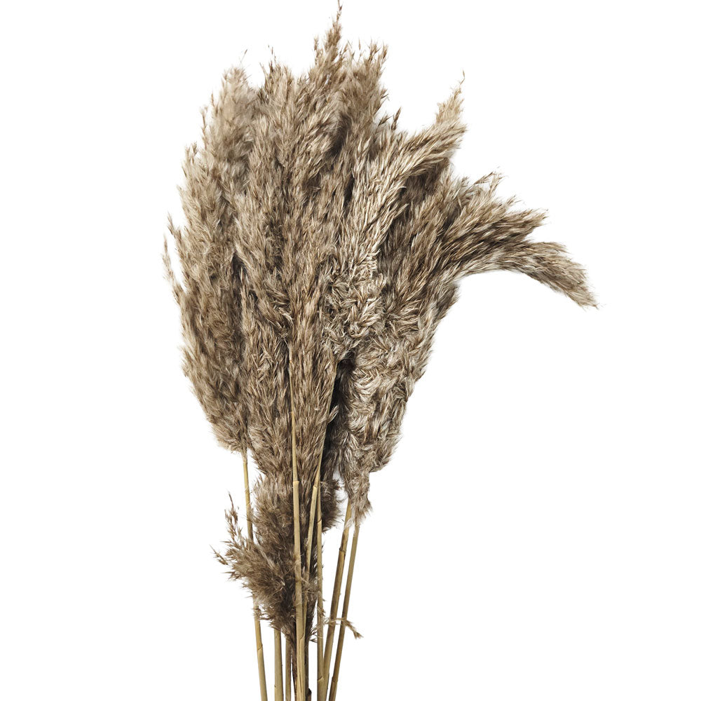Dried Small Pampas #DFO29