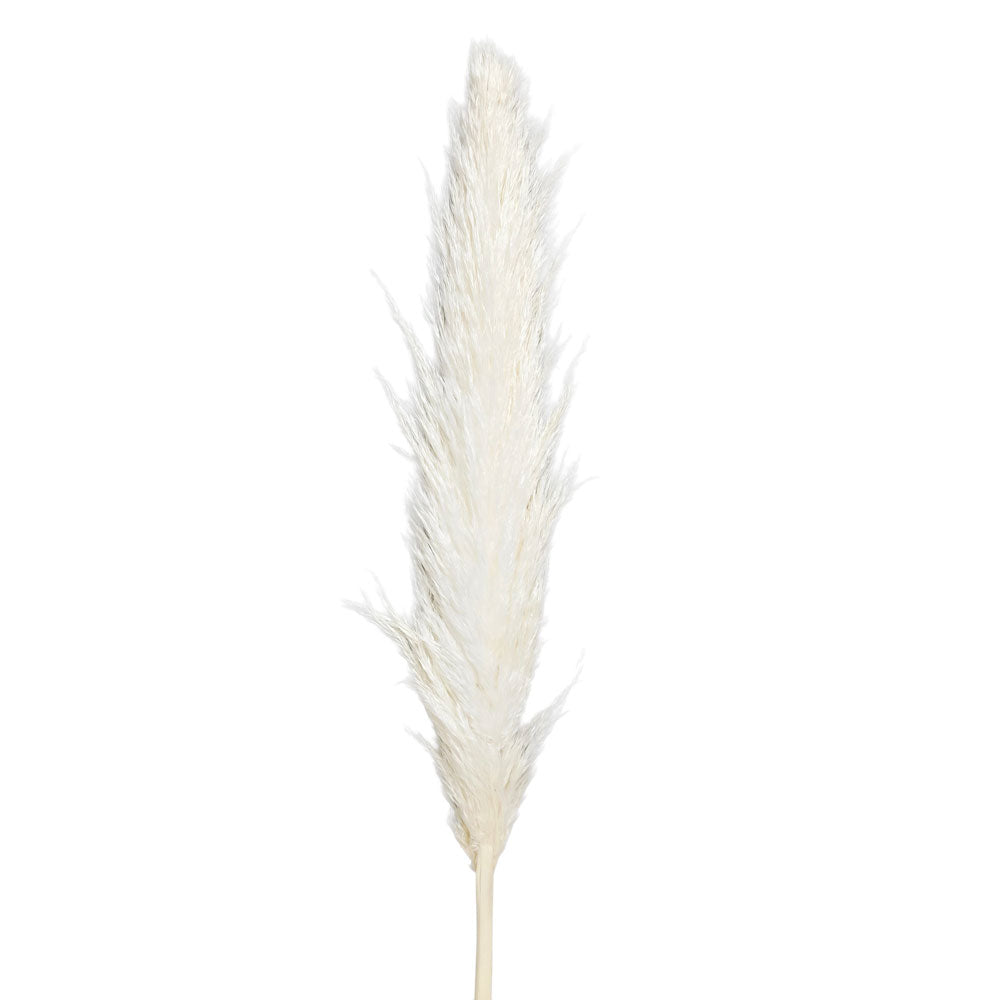 Dried Bleached White Pampas #DFO34