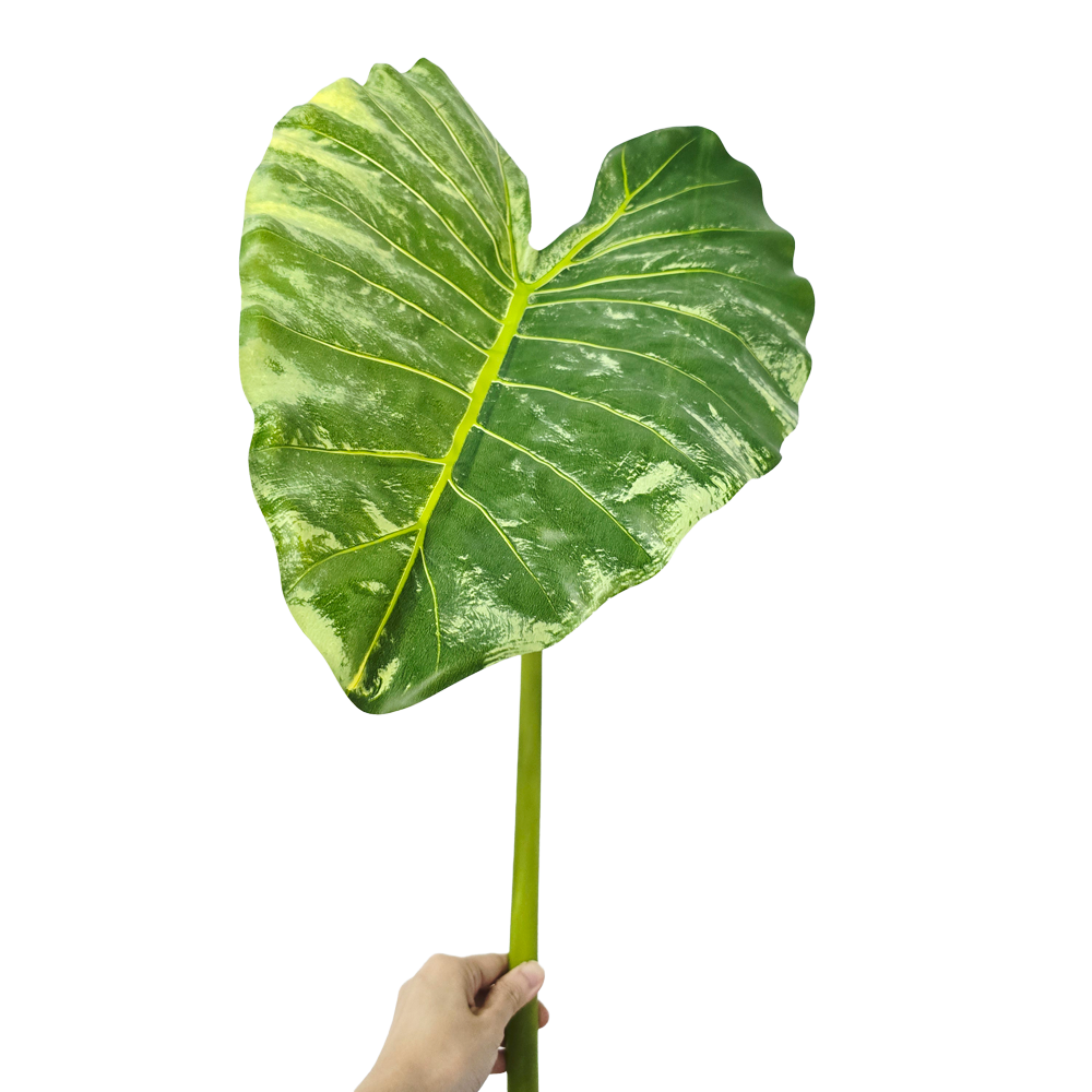 Faux Variegated Alocasia #FFO217