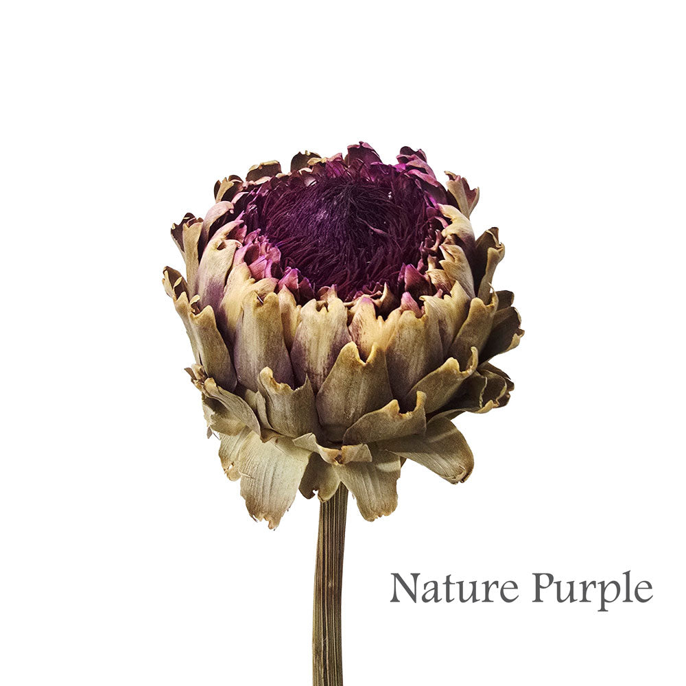 Preserved Artichoke Flowers #PF15