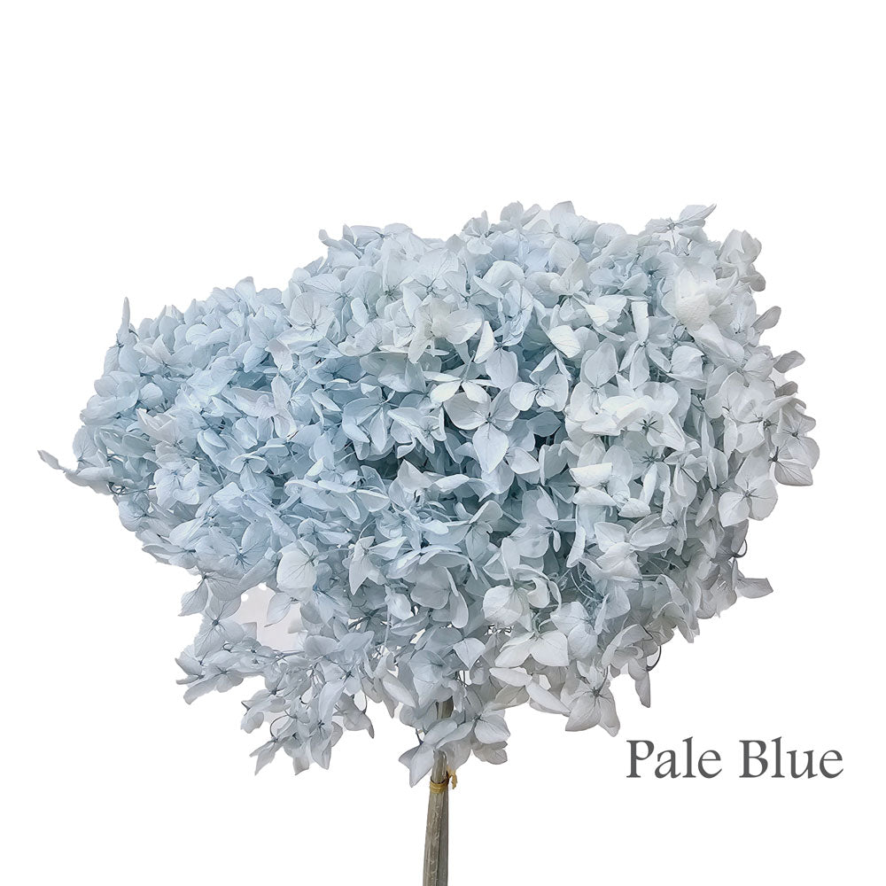 Preserved Hydrangea #PF1 - Pale Blue
