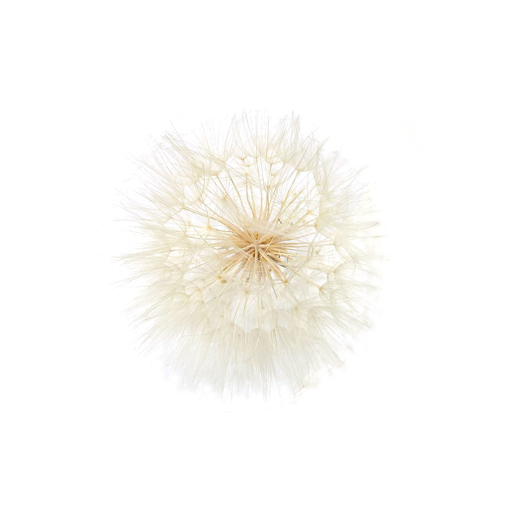Preserved Large Dandelion #PF10