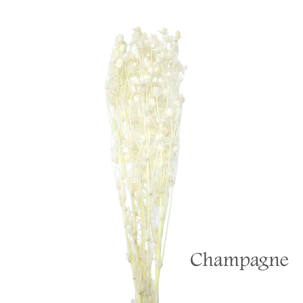 Preserved Eryngium Flower #PF11