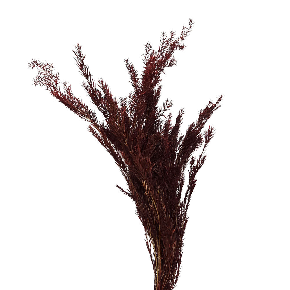 Preserved Melaleuca #PFO37