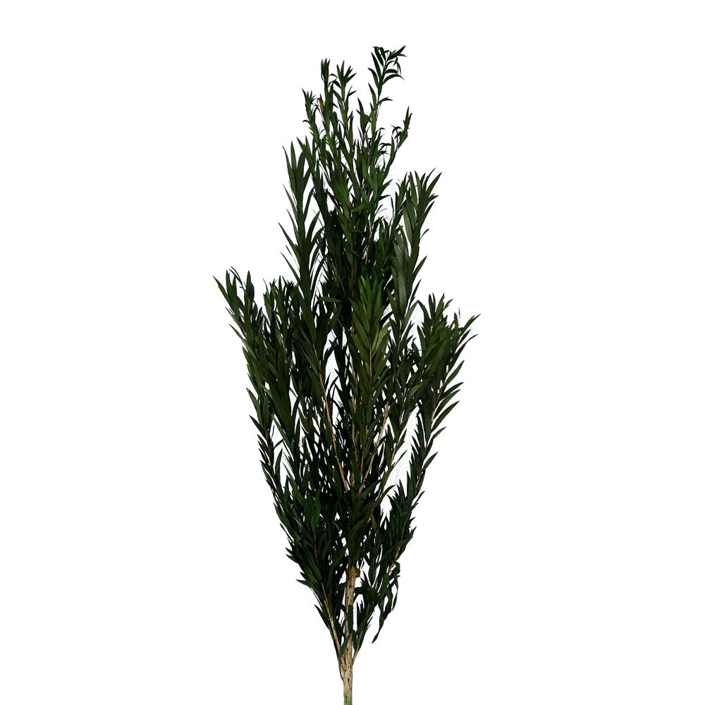 Preserved Foliage #PFO49