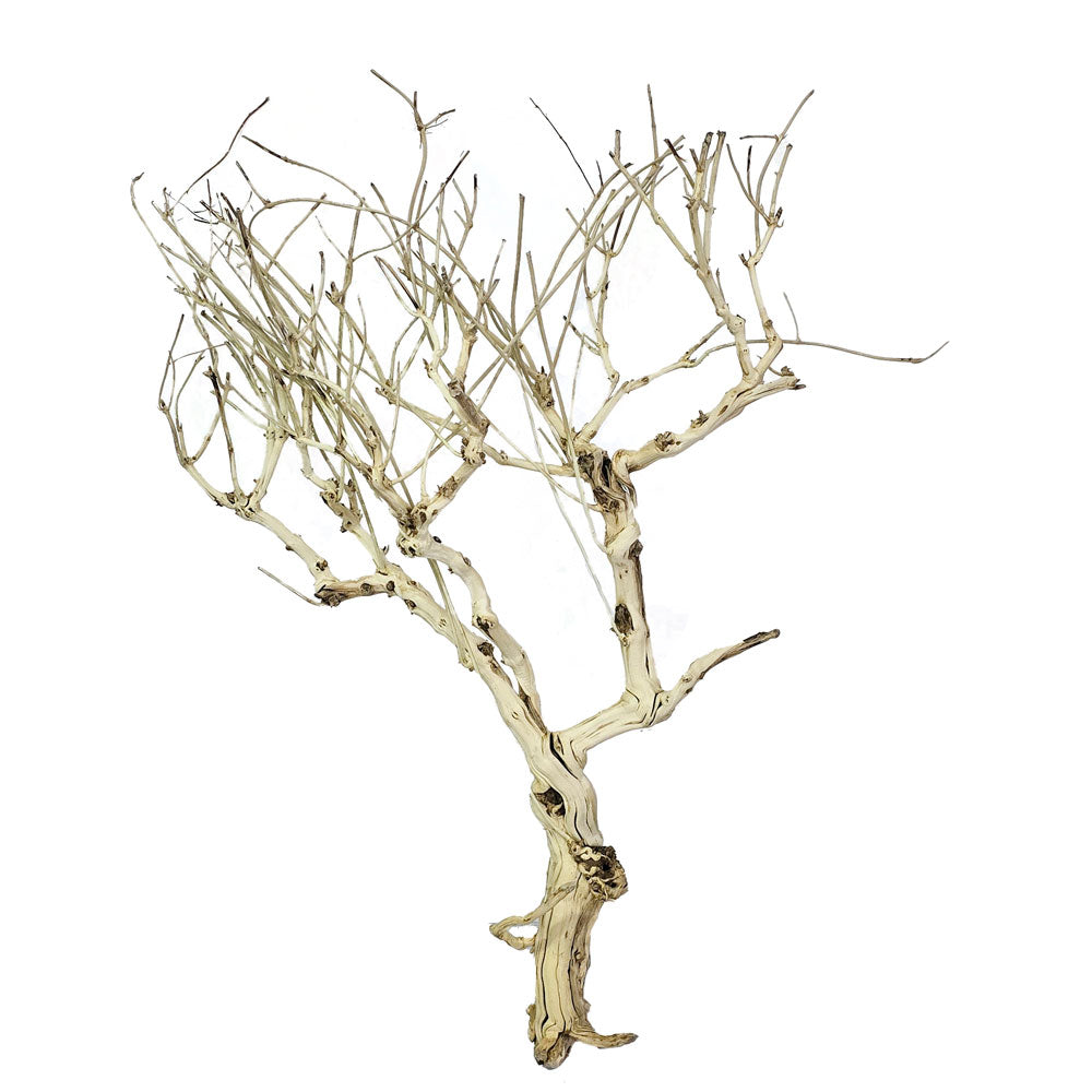 Preserved Willow Branches #PFO50