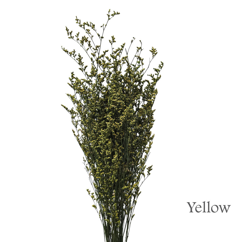 Preserved Caspia #PFO53