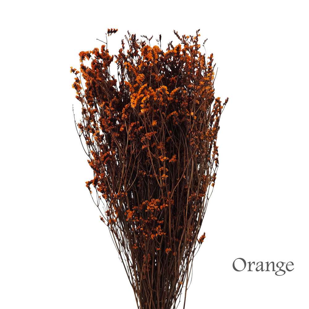 Preserved Limonium #PFO54