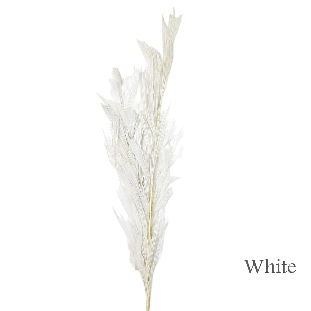 Preserved Fish Bone Palm #PFO55