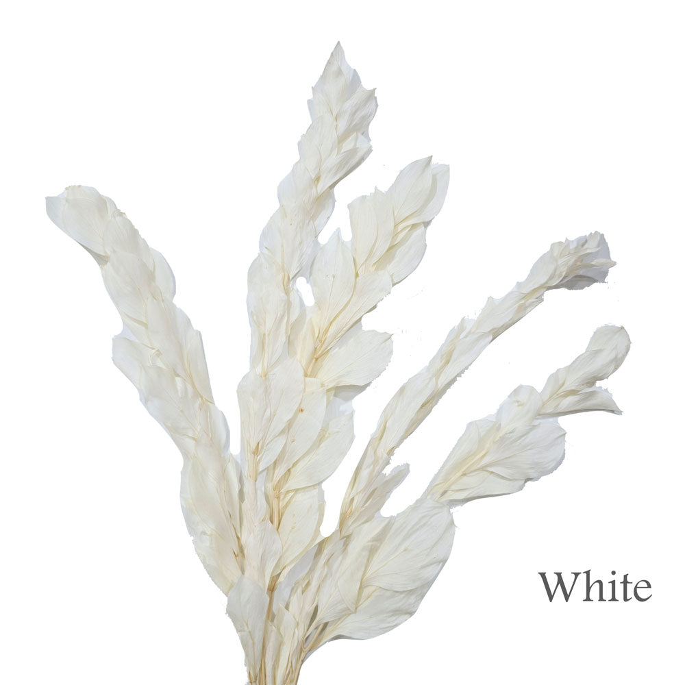 Preserved Ruscus Leaves #PFO6