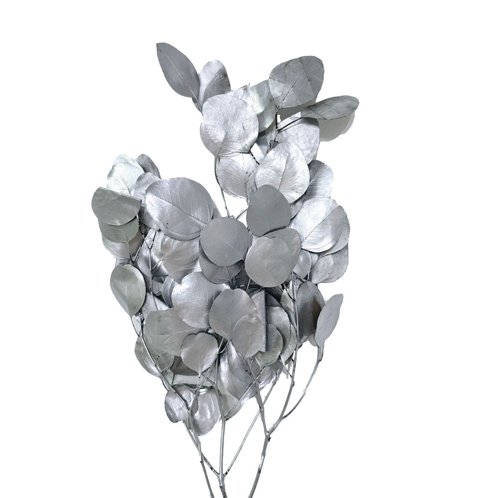 Silver Preserved Eucalyptus leaves #S9