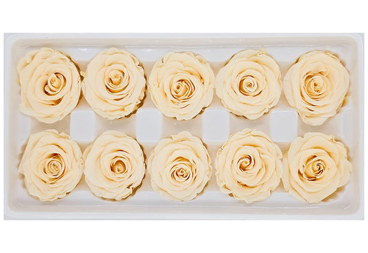 10 Preserved Roses In A Box - Light Champagne