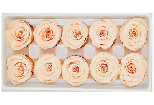 10 Preserved Roses In A Box - Light Peach