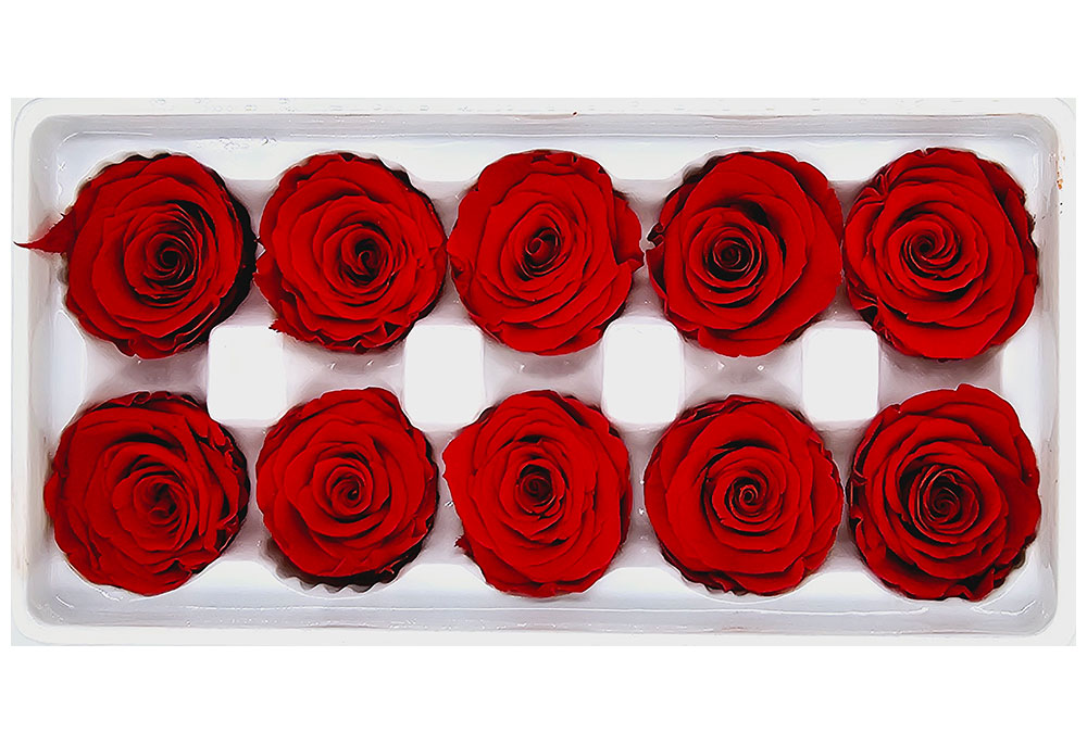 10 Preserved Roses In A Box - Red