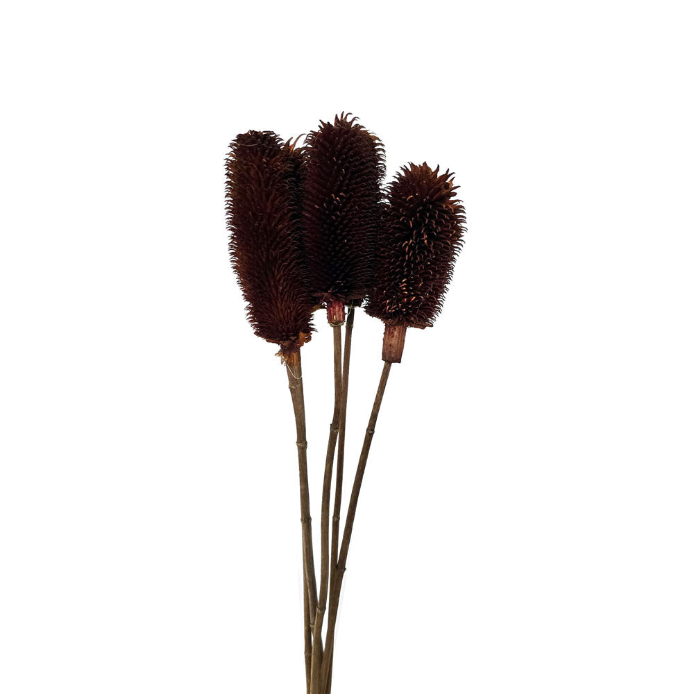 Dried Handmade Thistle Flower #HF32