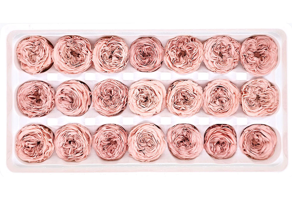 21 Preserved Austin Roses In A Box- Pink