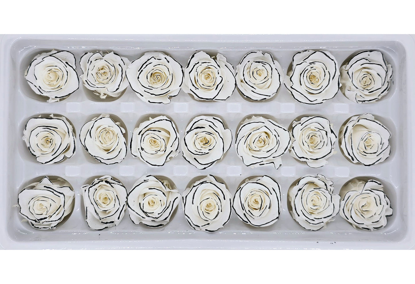 21 Preserved Roses In A Box- White/Black