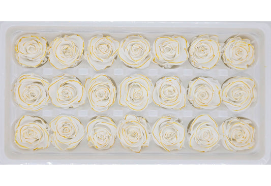 21 Preserved Roses In A Box- White/Yellow