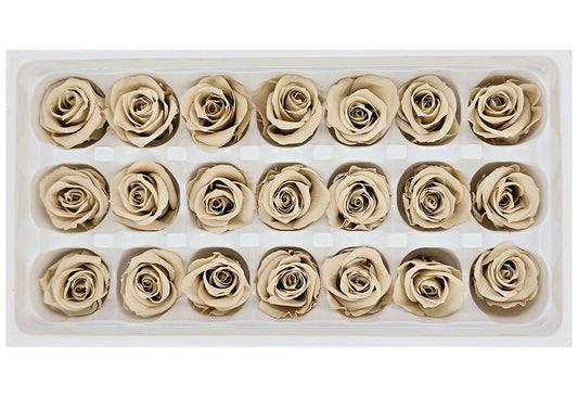 21 Preserved Roses In A Box - Cashmere