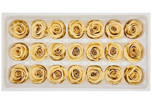 21 Preserved Roses In A Box - Dark Champagne