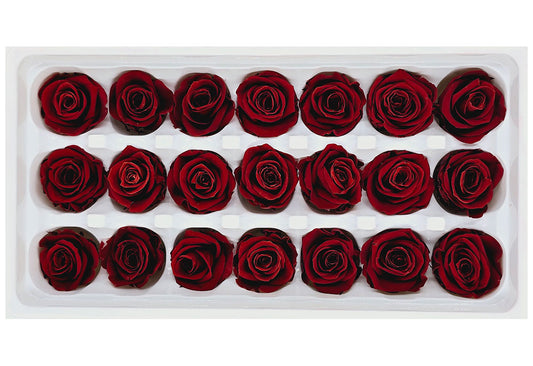 21 Preserved Roses In A Box - Dark Red