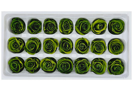 21 Preserved Roses In A Box - Grass Green