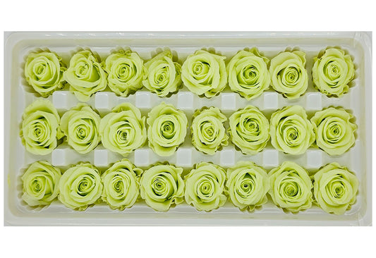 21 Preserved Roses In A Box - Greenish Yellow