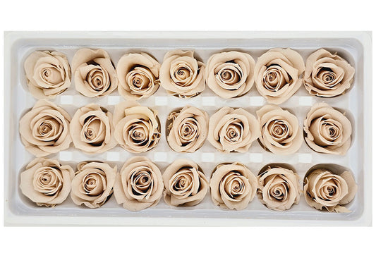 21 Preserved Roses In A Box - Light Cashmere