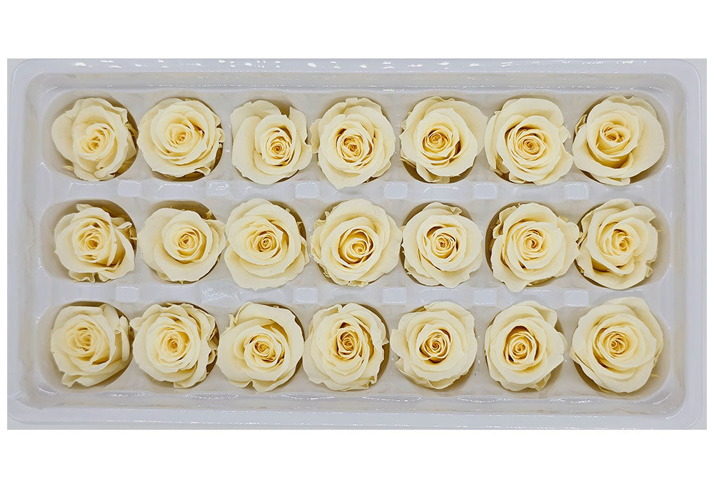 21 Preserved Roses In A Box - Light Champagne