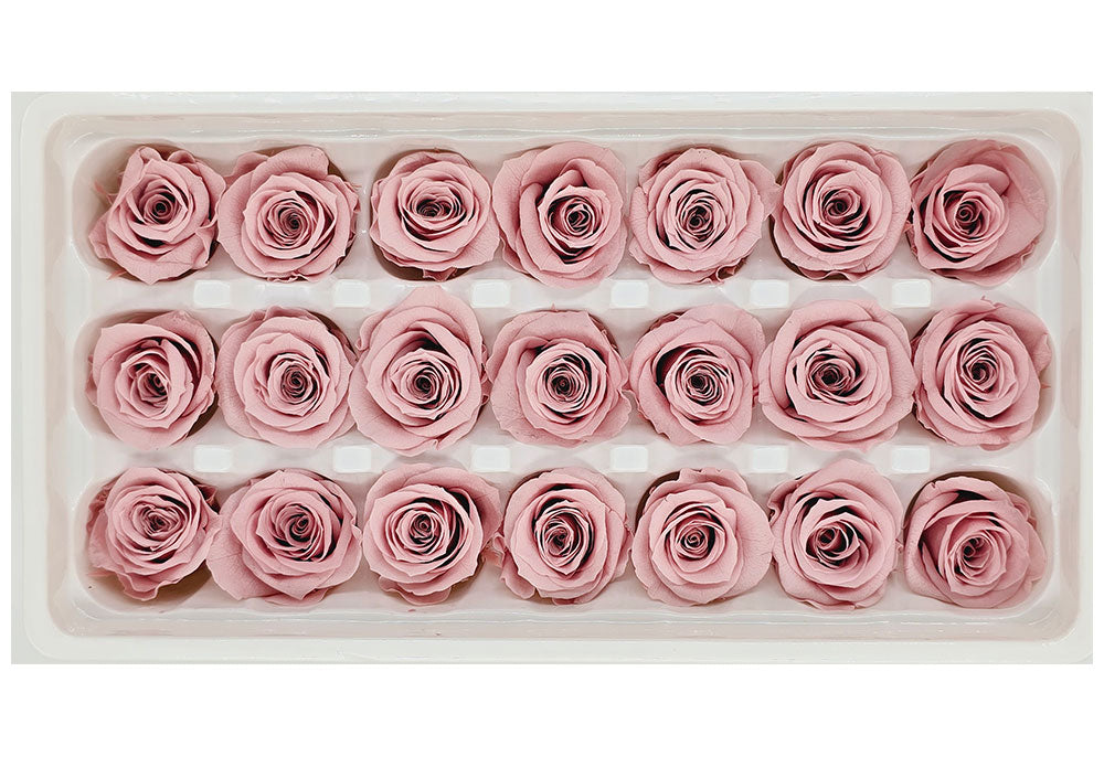 21 Preserved Roses In A Box - Light Dusty Pink