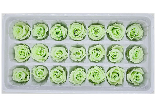 21 Preserved Roses In A Box - Light Green