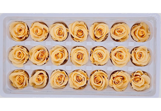 21 Preserved Roses In A Box - Light Orange