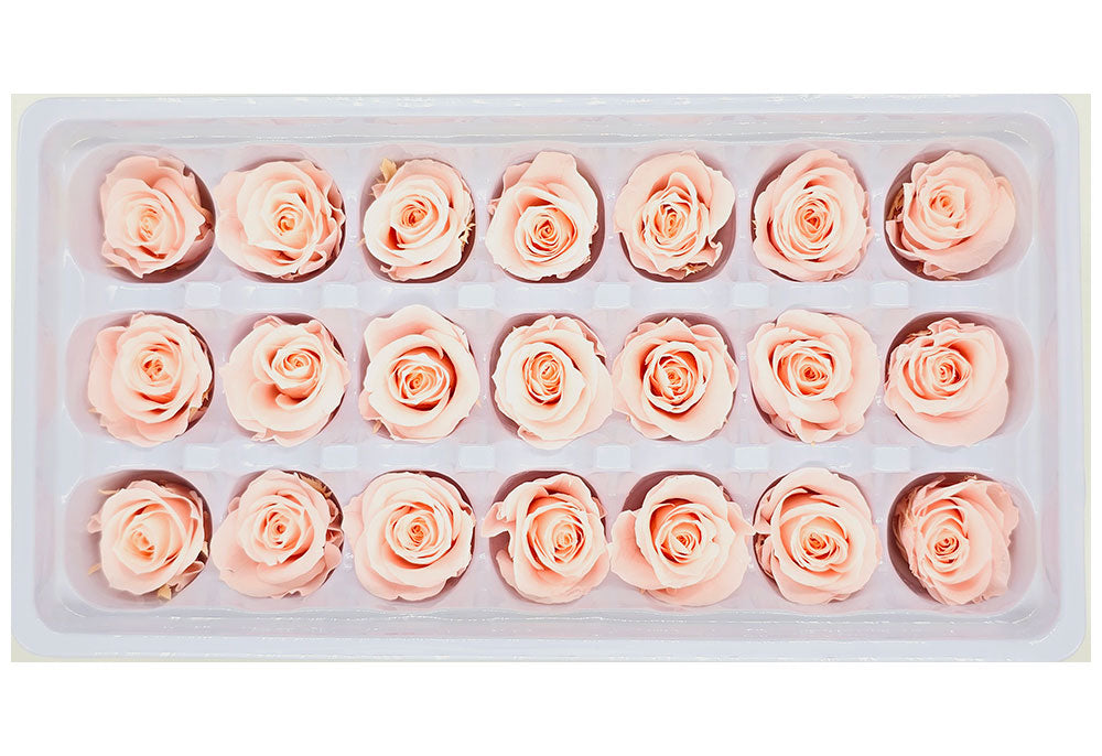 21 Preserved Roses In A Box - Light Peach