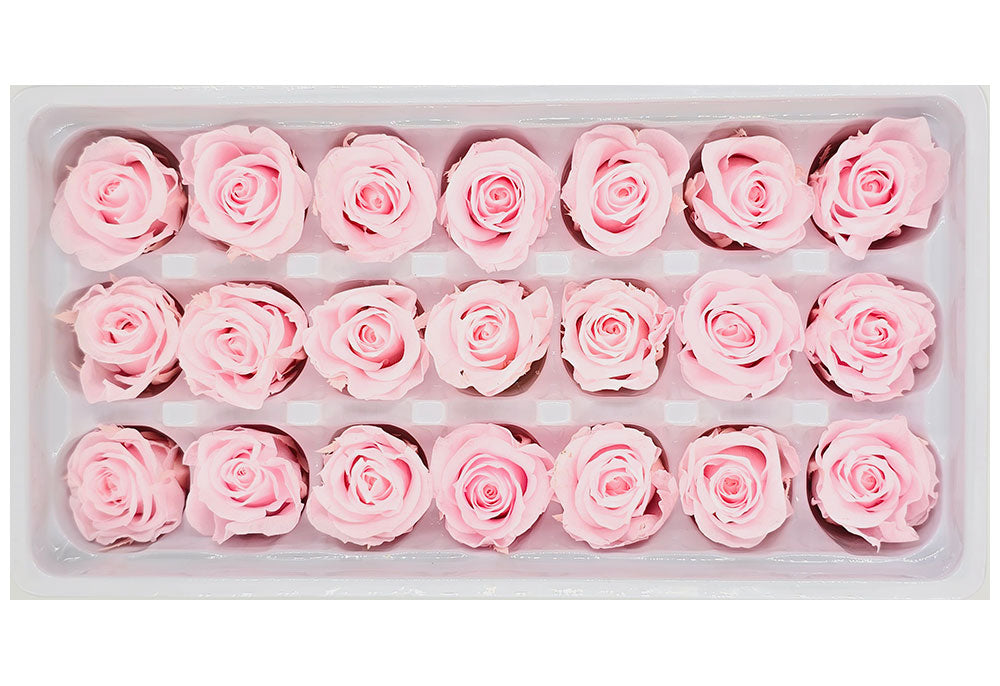 21 Preserved Roses In A Box - Light Pink