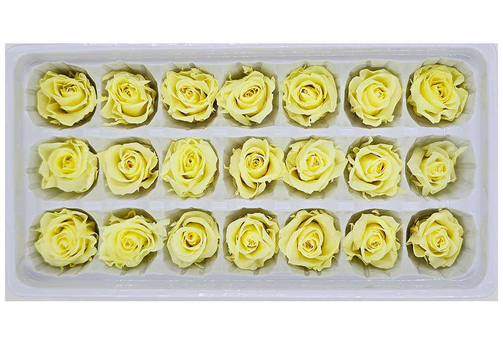 21 Preserved Roses In A Box - Light Yellow