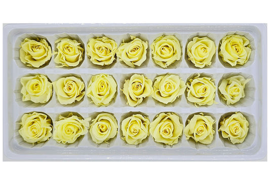 21 Preserved Roses In A Box - Light Yellow