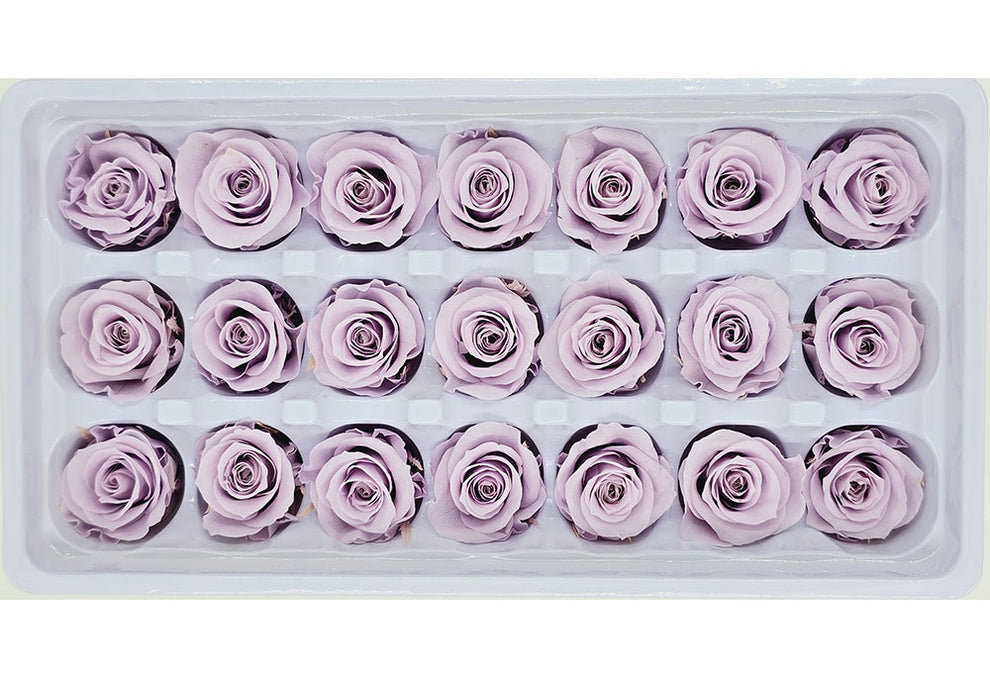 Wholesale Preserved Roses | 21 Roses In A Box - Pale Purple Colour ...