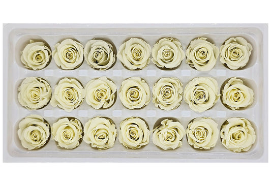 21 Preserved Roses In A Box - Pale Yellow