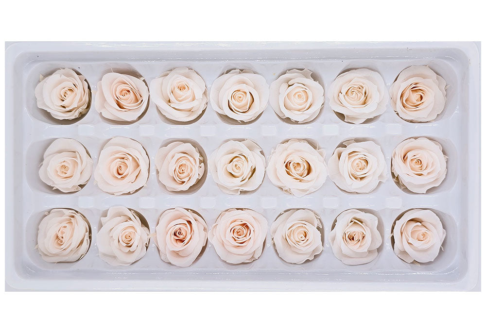 21 Preserved Roses In A Box - Pinkish White