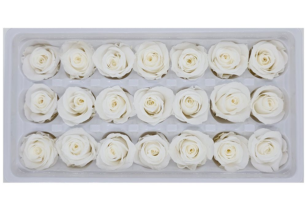 21 Preserved Roses In A Box - White